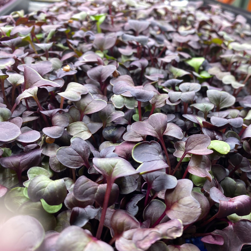 radish microgreens