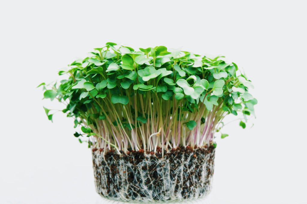 Storing Microgreens 