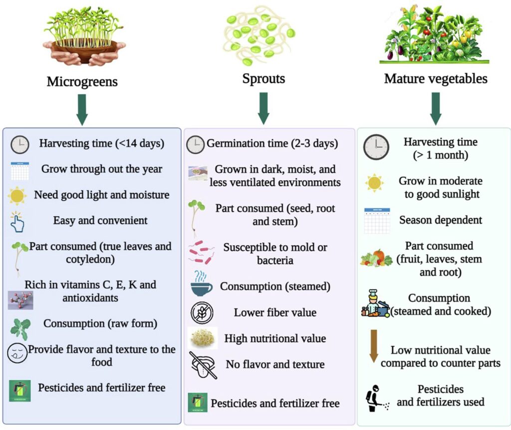 microgreens,sprouts,mature vegetables