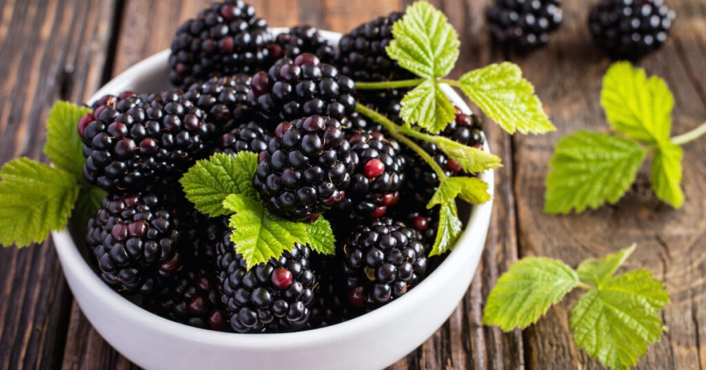 Blackberries blog 1