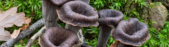 black trumpet mushrooms banner image