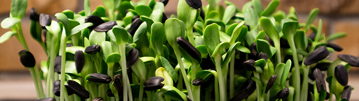 koppert cress microgreens