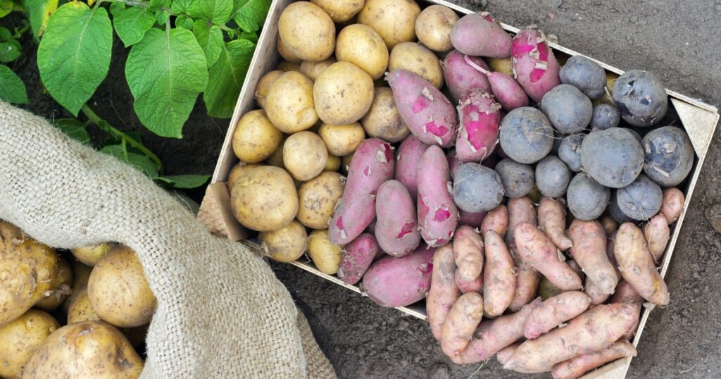 Different types of potatoes: purple, white and red